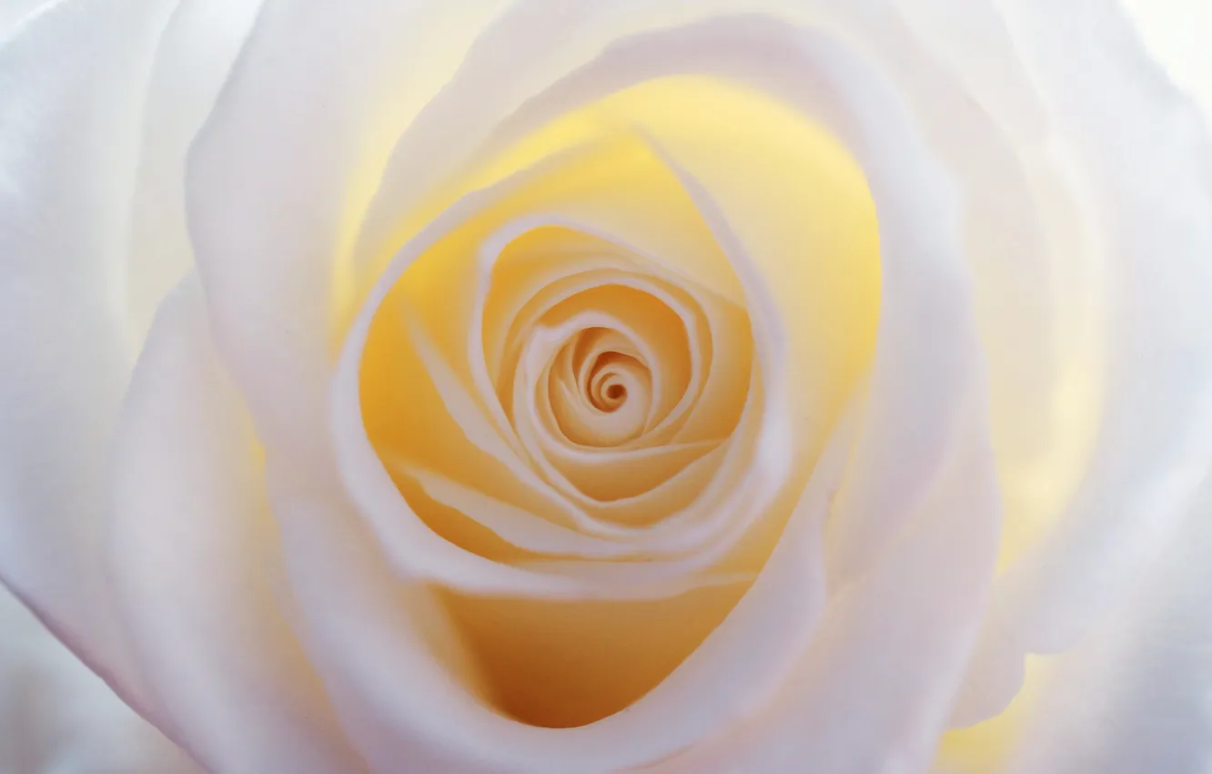 Фото обои макро, роза, лепестки, белая