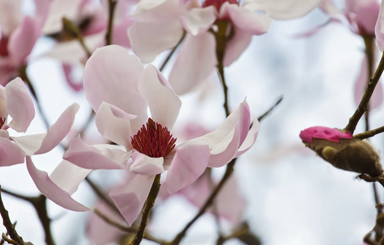 Фото обои розовая, нежность, весна, магнолия