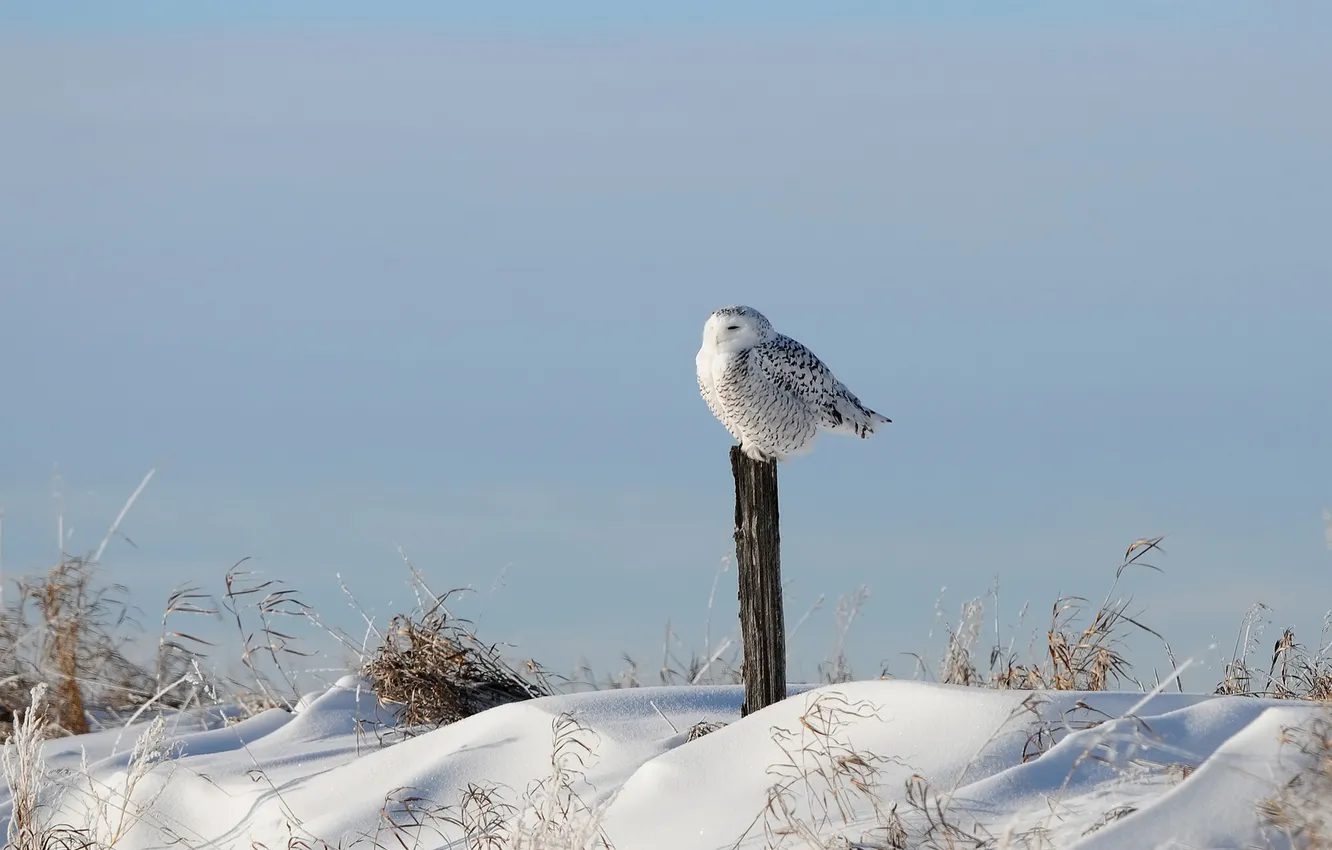 Фото обои зима, трава, снег, сова, птица, столб