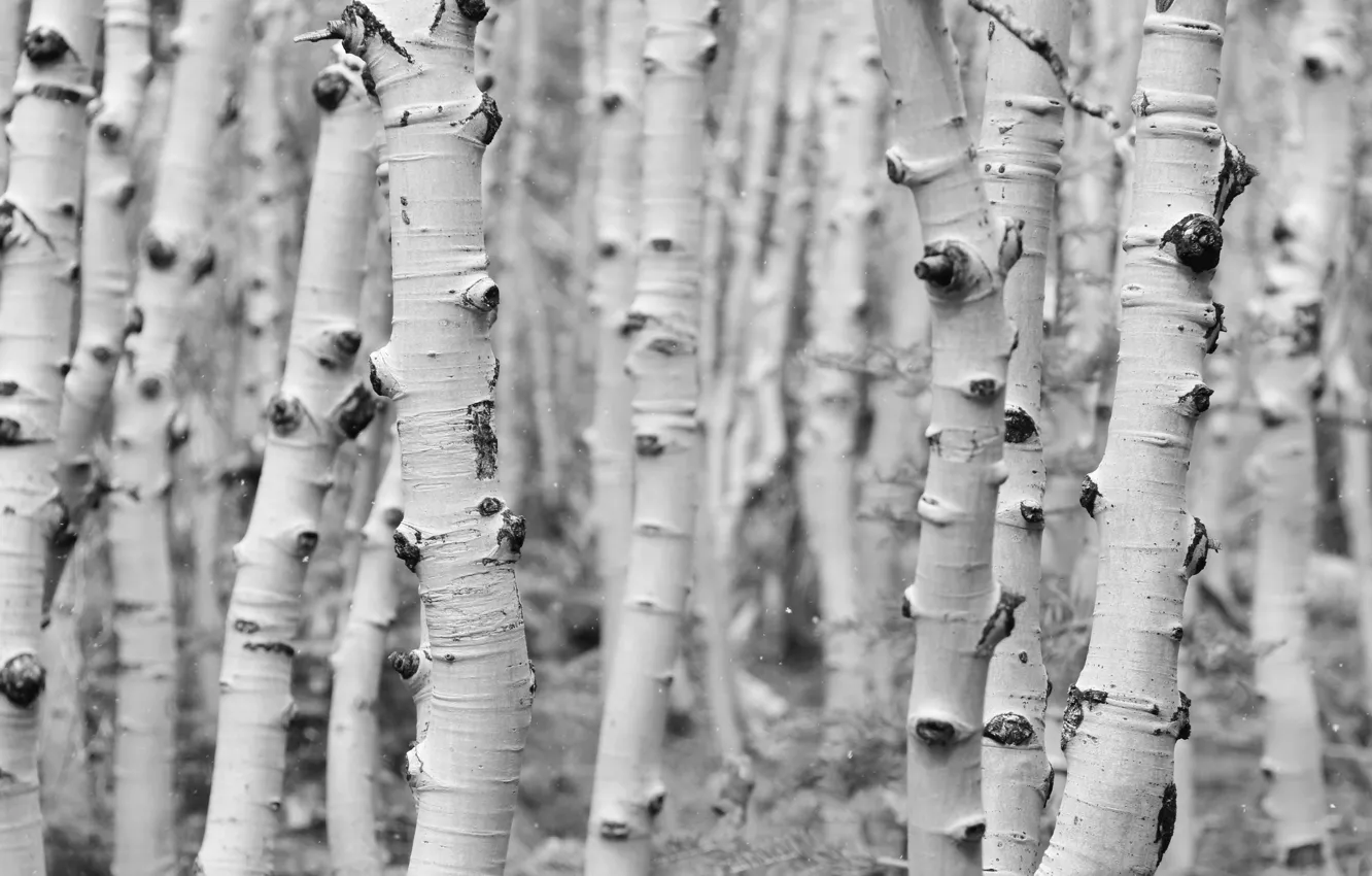 Фото обои деревья, берёзы, роща