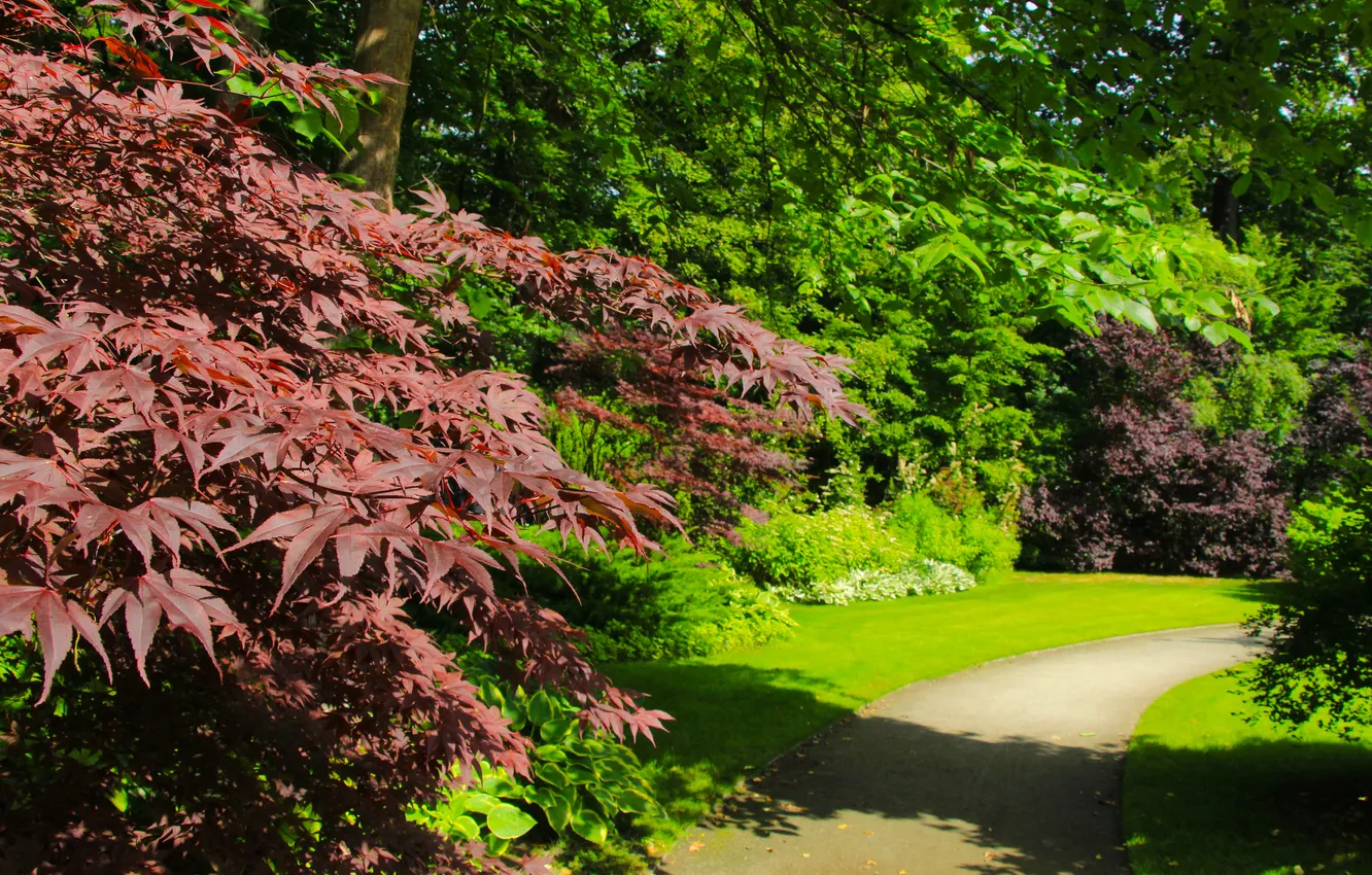 Фото обои trees, park, garden, red leaf maple