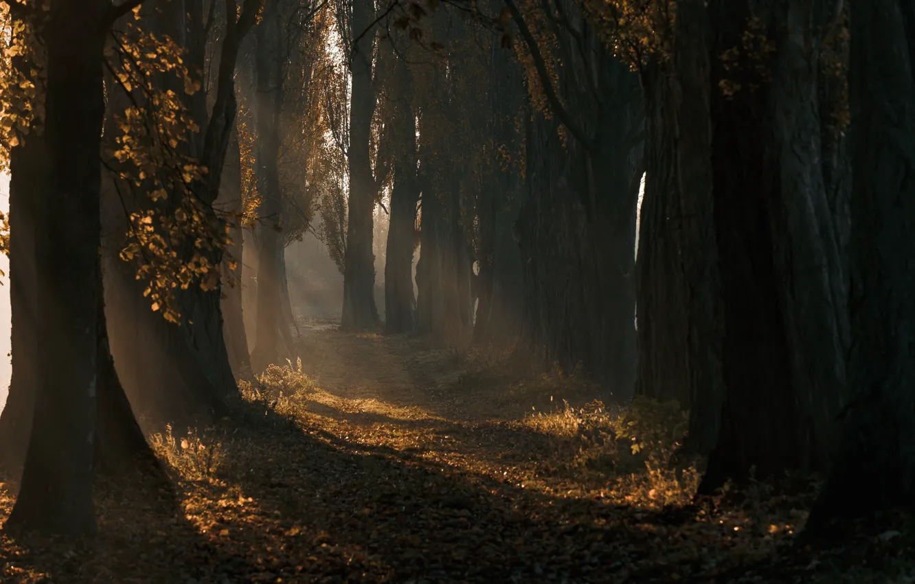 Фото обои forest, trees, nature