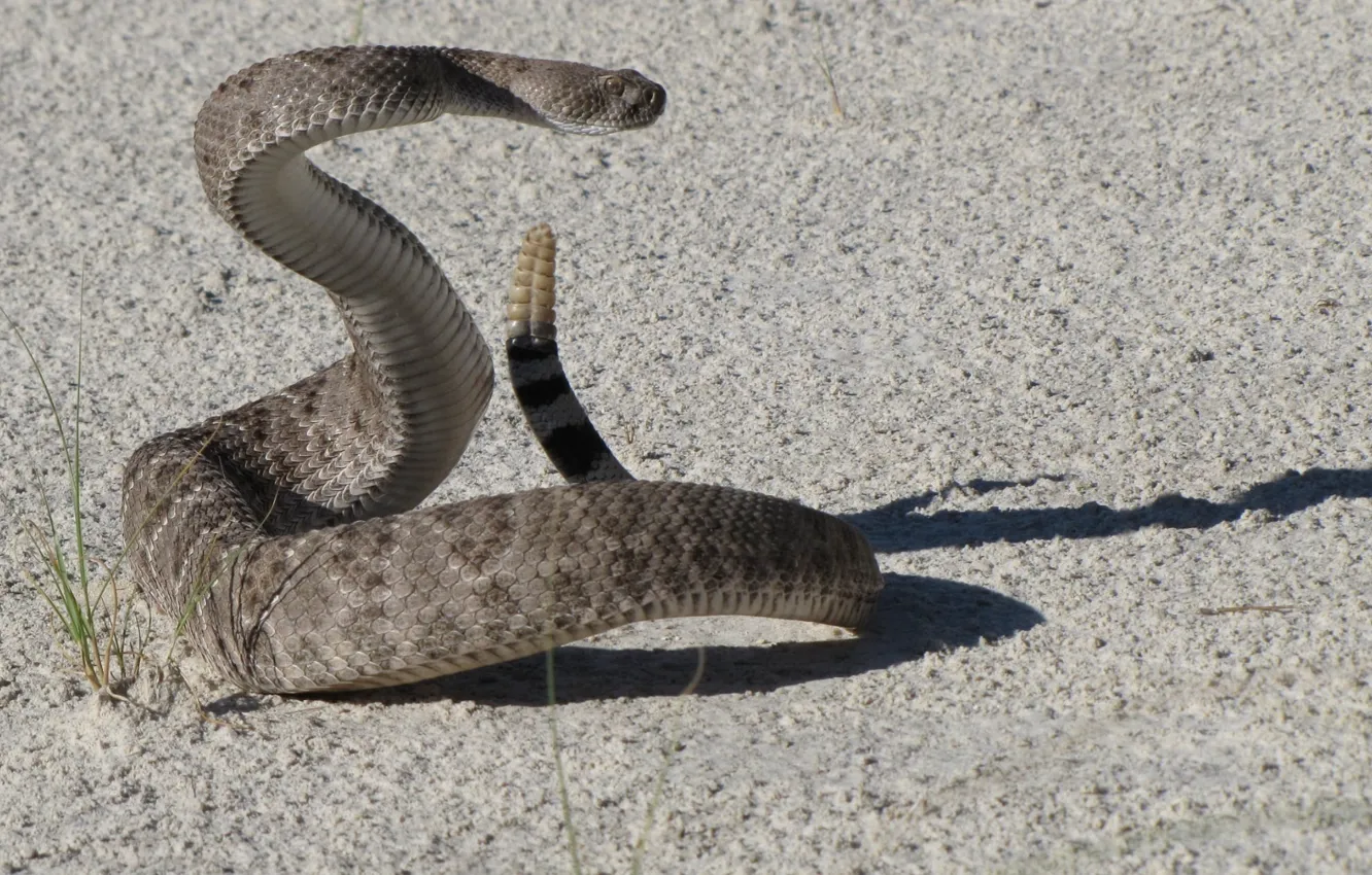 Фото обои animal, western diamondback rattlesnake, rattle snake on gray surface, reptiel