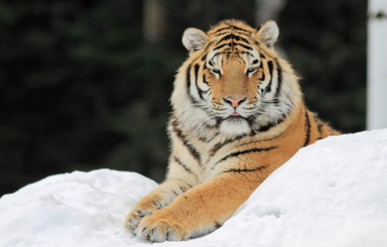 Фото обои снег, тигр, лапы