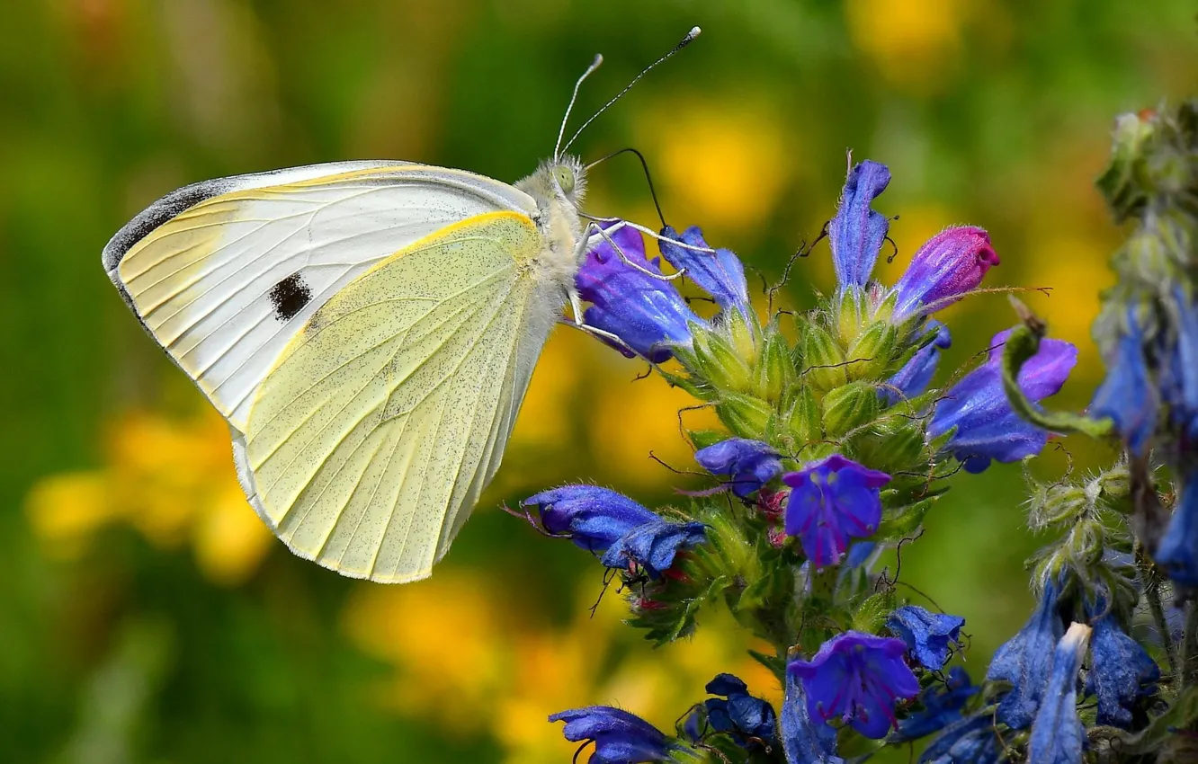 Фото обои цветок, бабочка, butterfly
