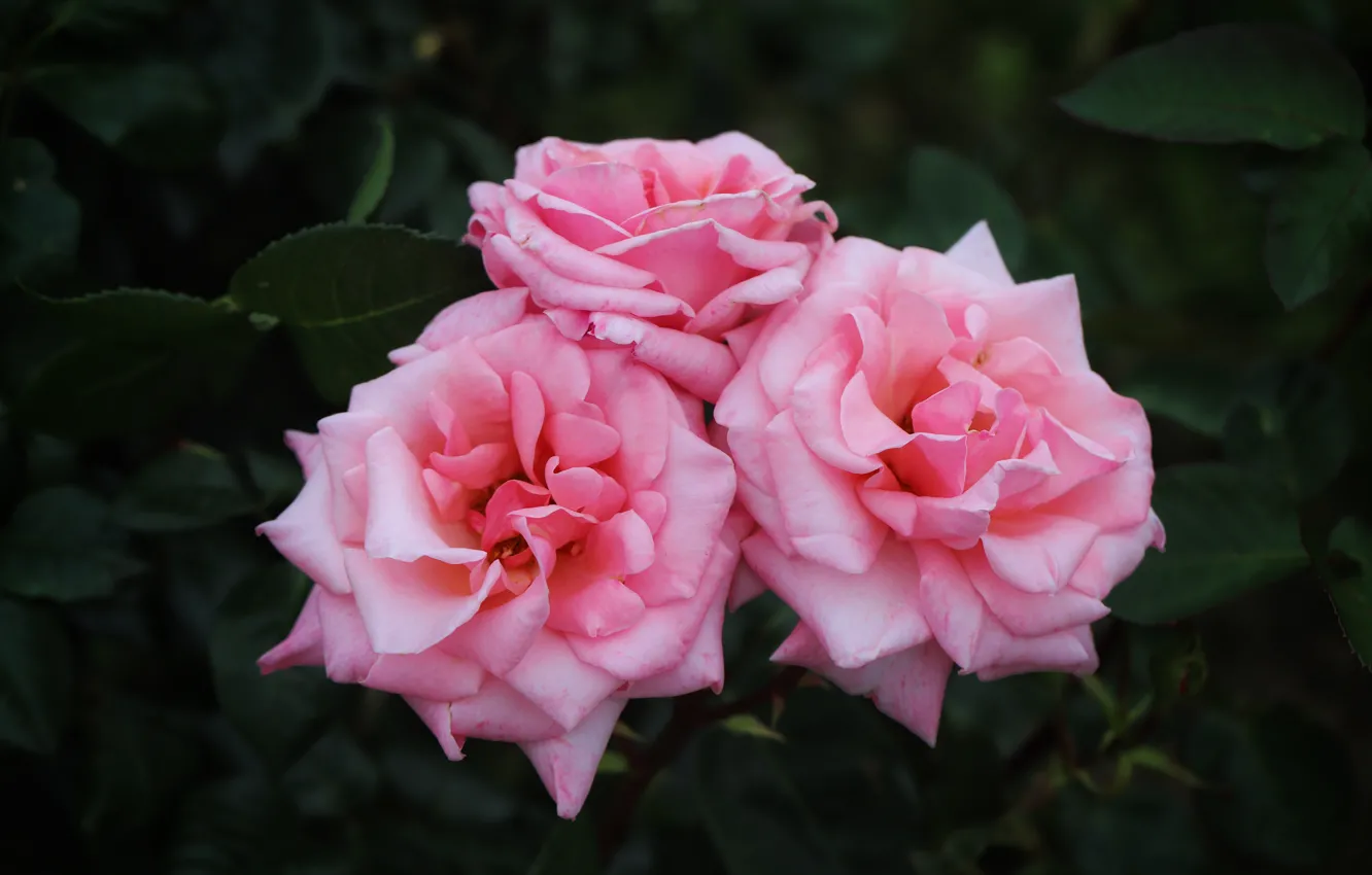 Фото обои цветы, темный фон, розы, розовые, трио