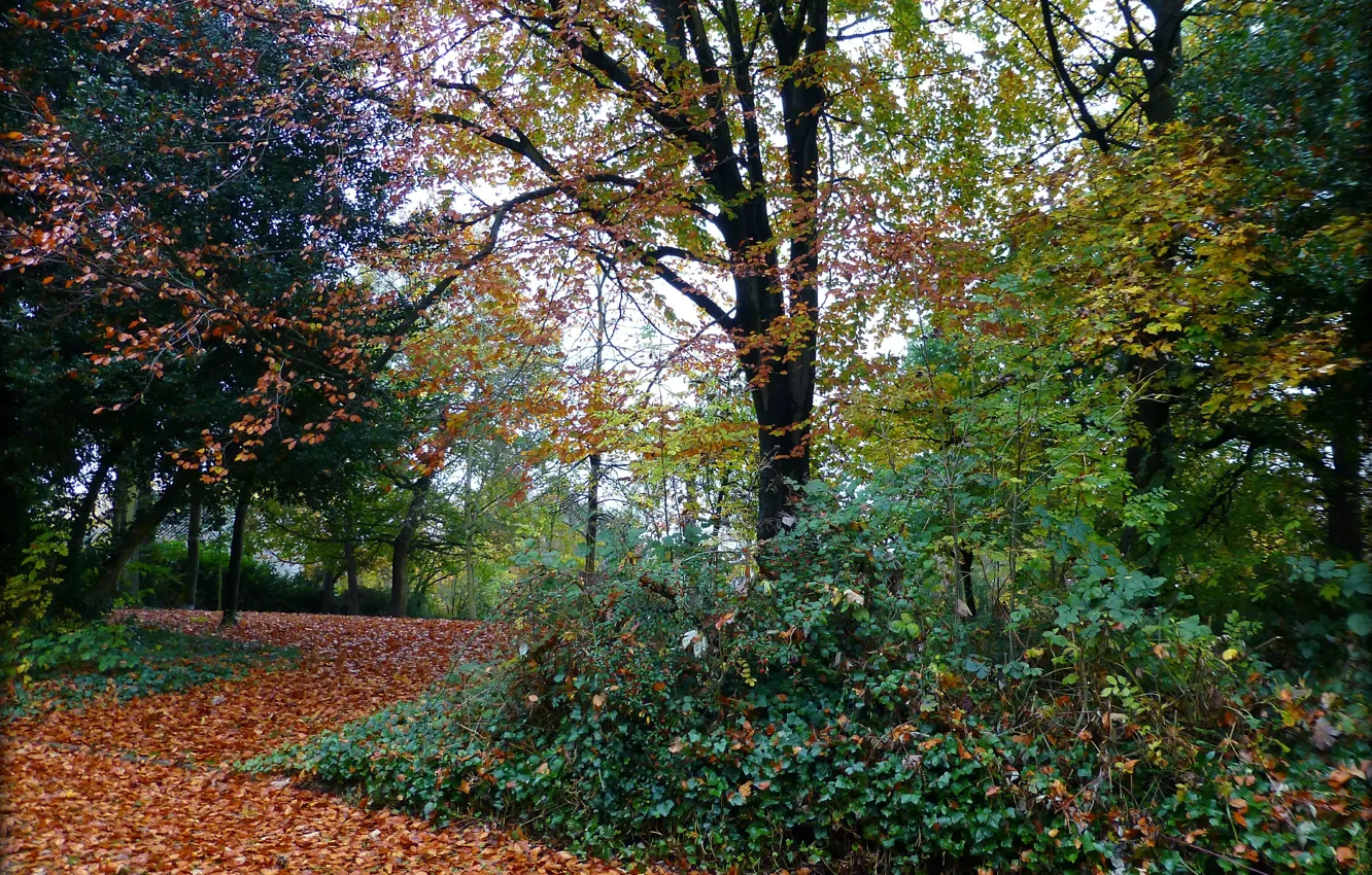 Фото обои осень, листва, дорожка, Autumn, leaves, path, fall