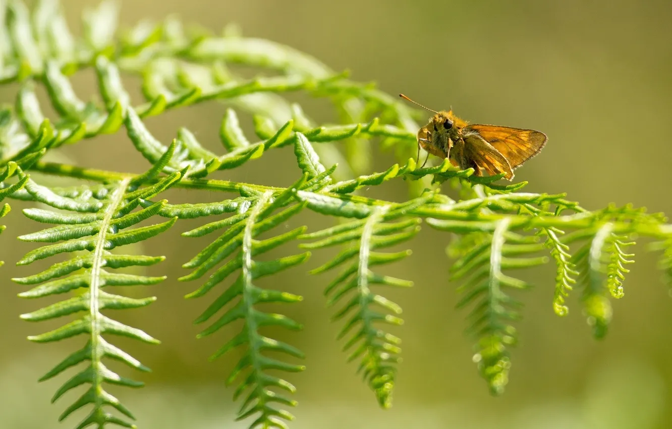 Фото обои макро, природа, лист, бабочка
