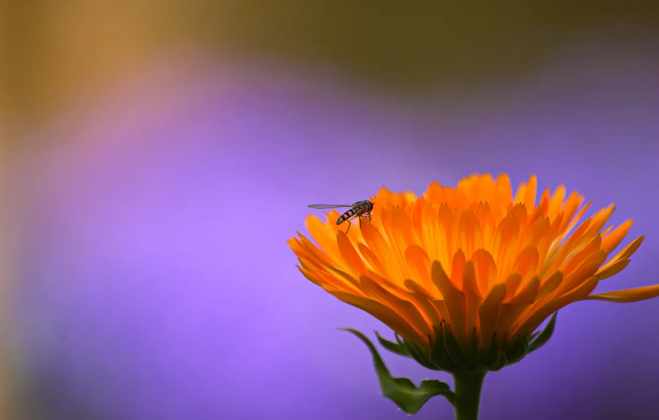 Фото обои цветок, оранжевый, муха, фон, сиреневый, насекомое, журчалка