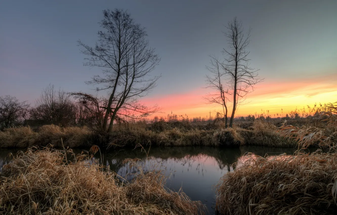 Фото обои деревья, озеро, рассвет, утро, камыш