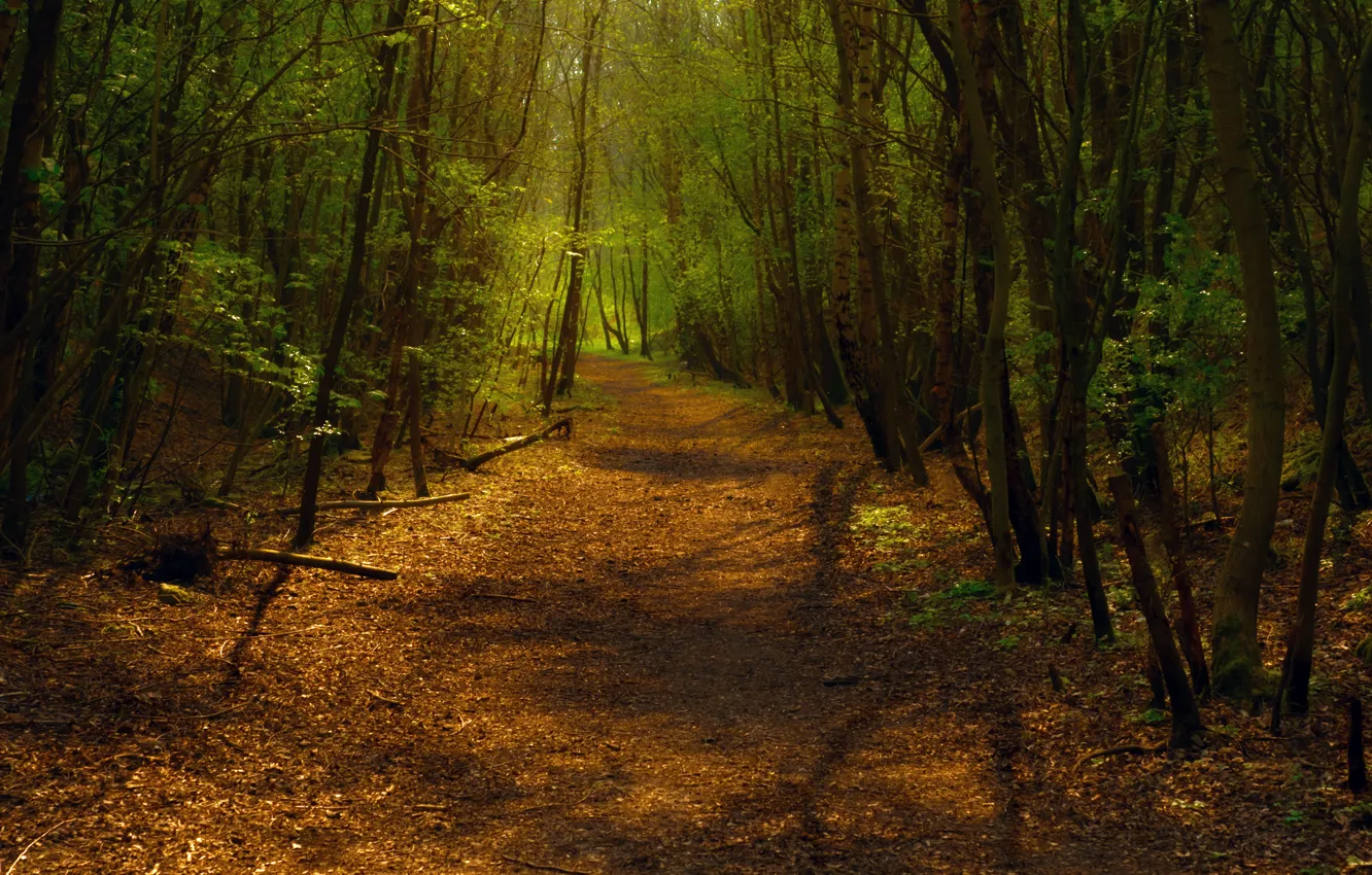 Фото обои лес, свет, деревья, путь, листва, тропа, поворот, дорожка