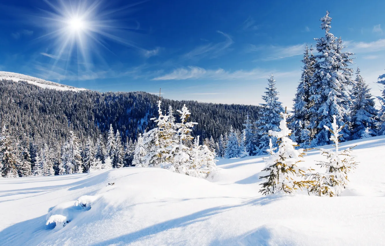 Фото обои зима, лес, небо, снег, деревья, голубое, сугробы, лучи солнца