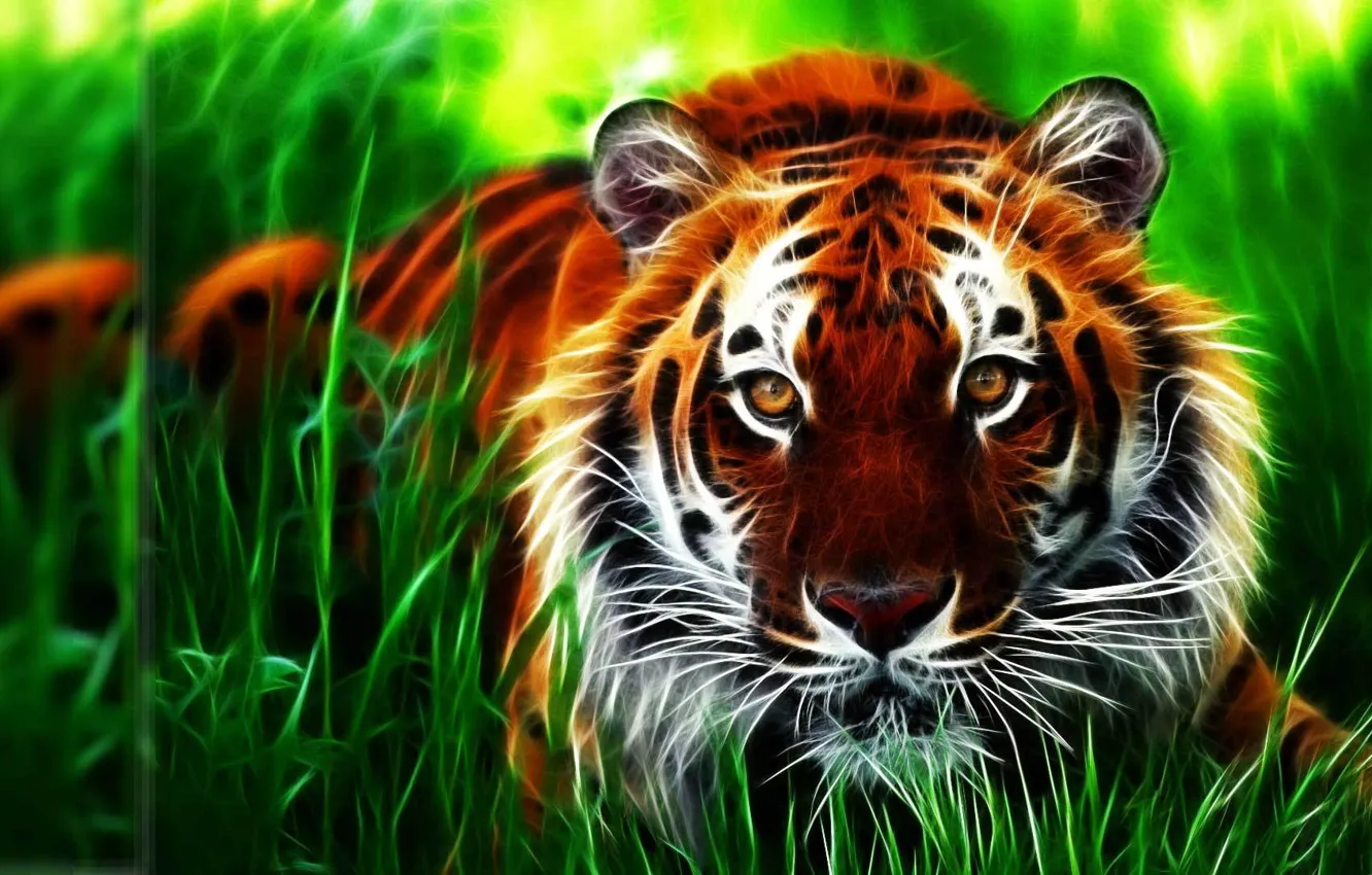 Фото обои wallpaper, tiger, animal