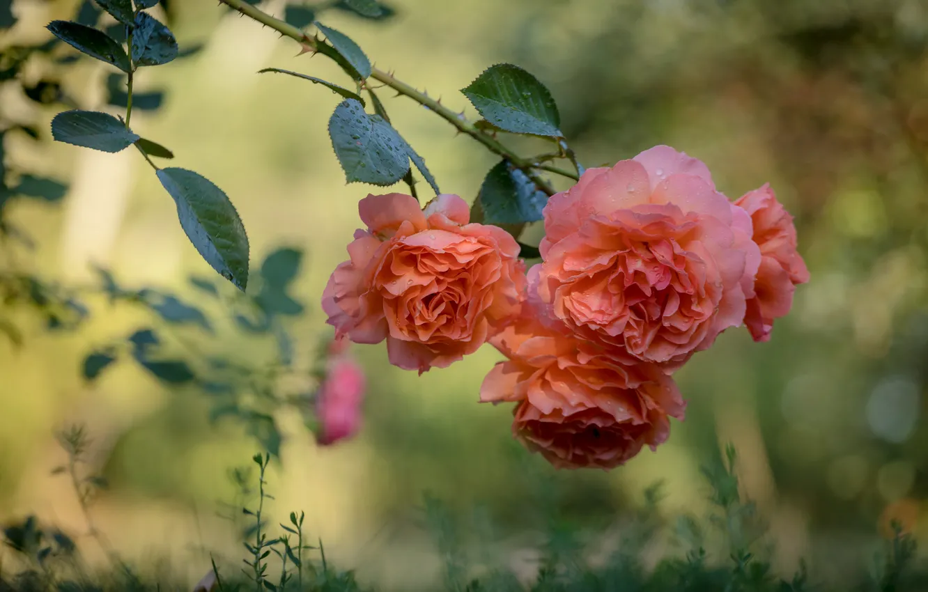 Фото обои розы, ветка, боке, Алексей Юденков