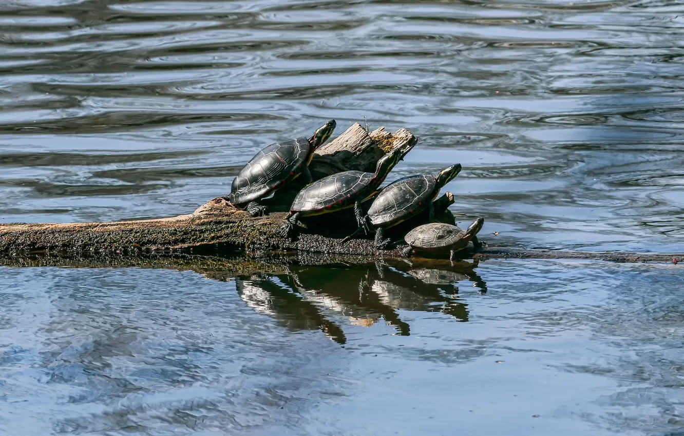 Фото обои вода, бревно, четыре, черепахи