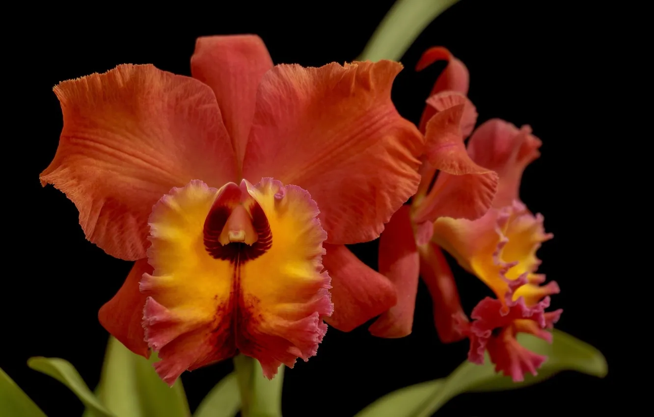 Фото обои макро, красный, темный фон, орхидея
