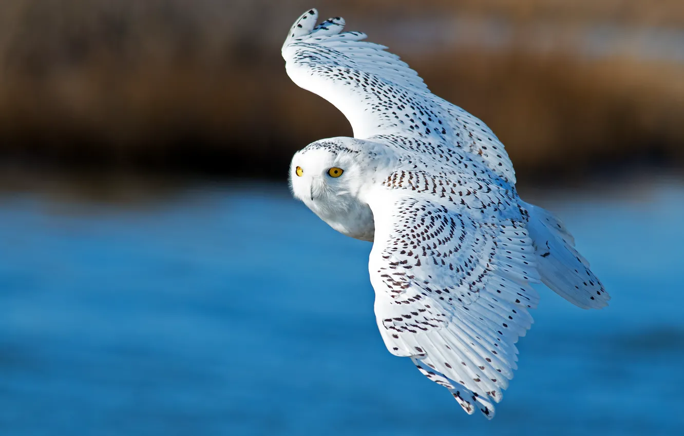 Фото обои птица, крылья, полёт, полярная сова, белая сова