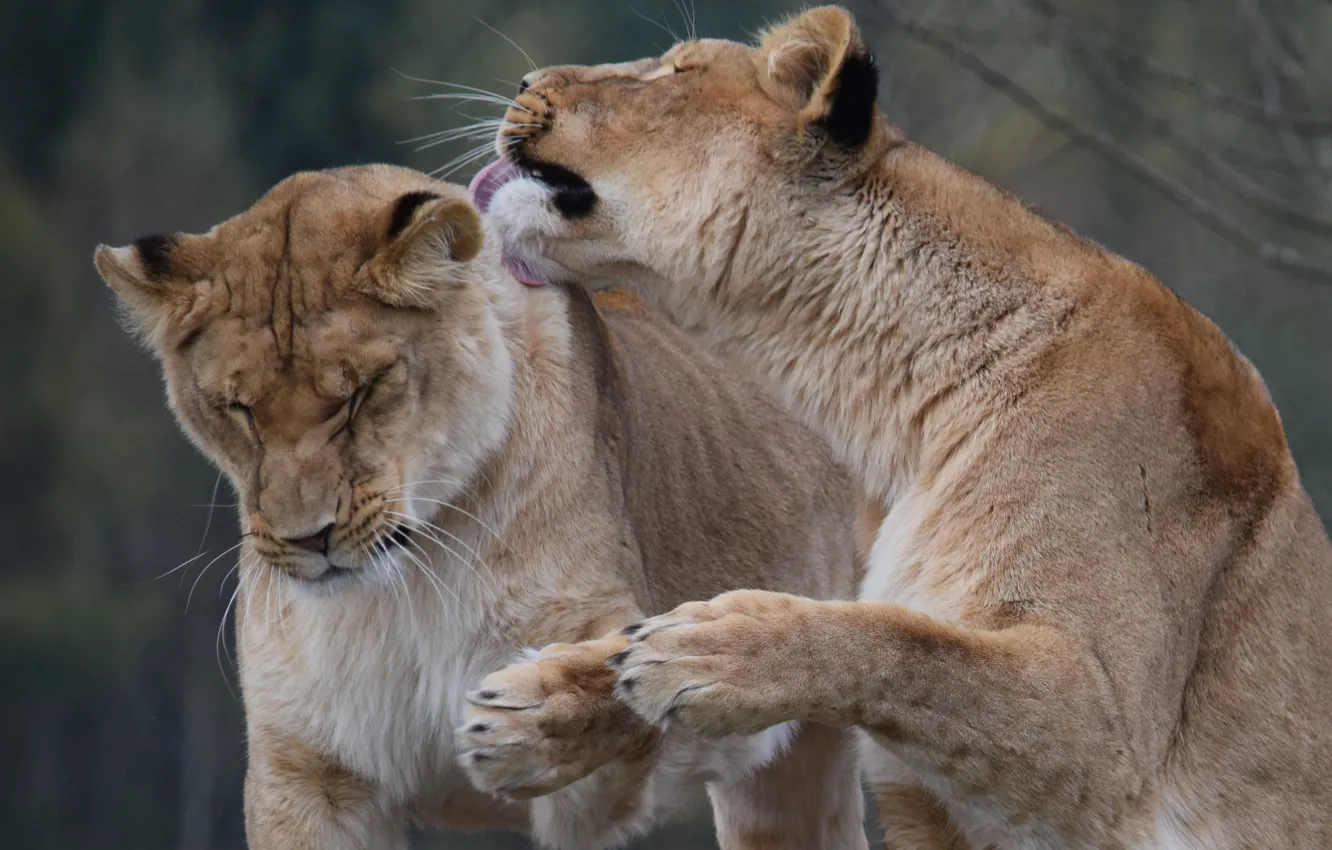 Фото обои лев, пара, львица, большой кот, Сафари