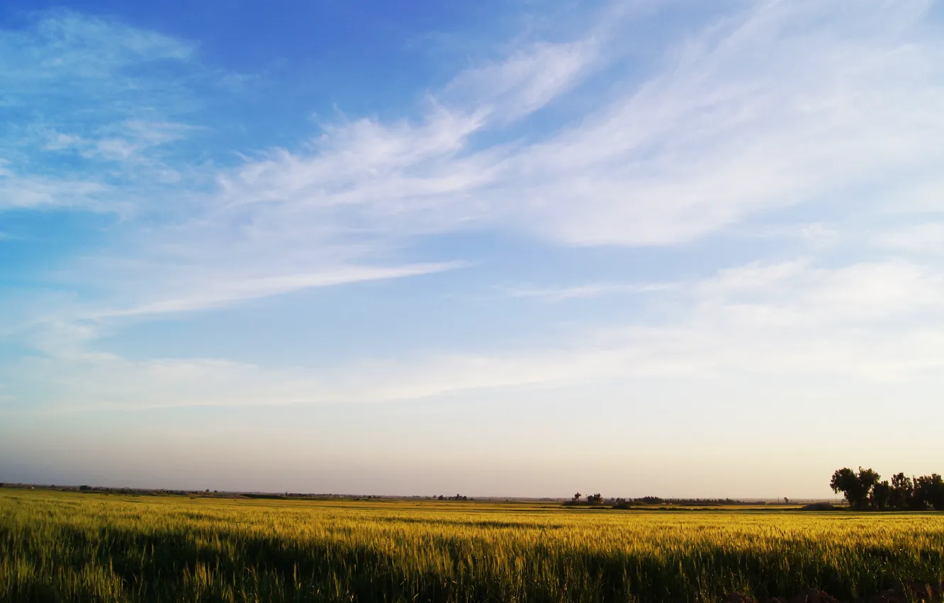 Фото обои green, wallpaper, sky, shush city