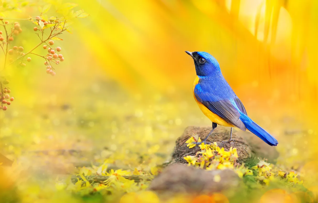 Фото обои макро, синий, желтый, ягоды, птица, ветка, лепестки, фотограф