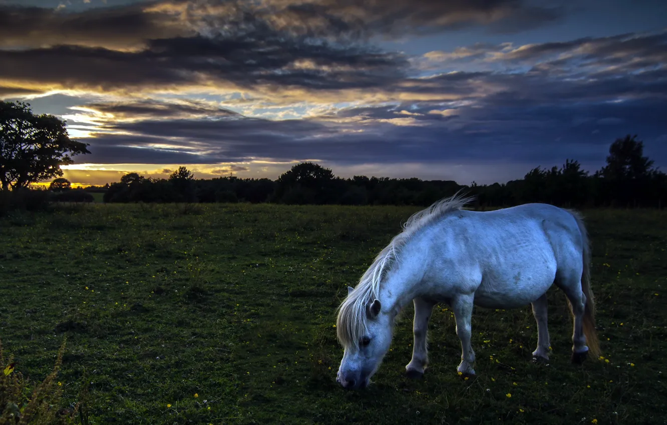 Фото обои поле, ночь, природа, конь