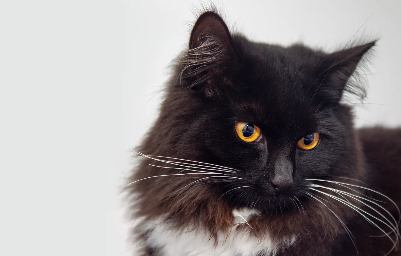Фото обои кошка, кот, взгляд, морда, поза, черно-белый, черный, портрет