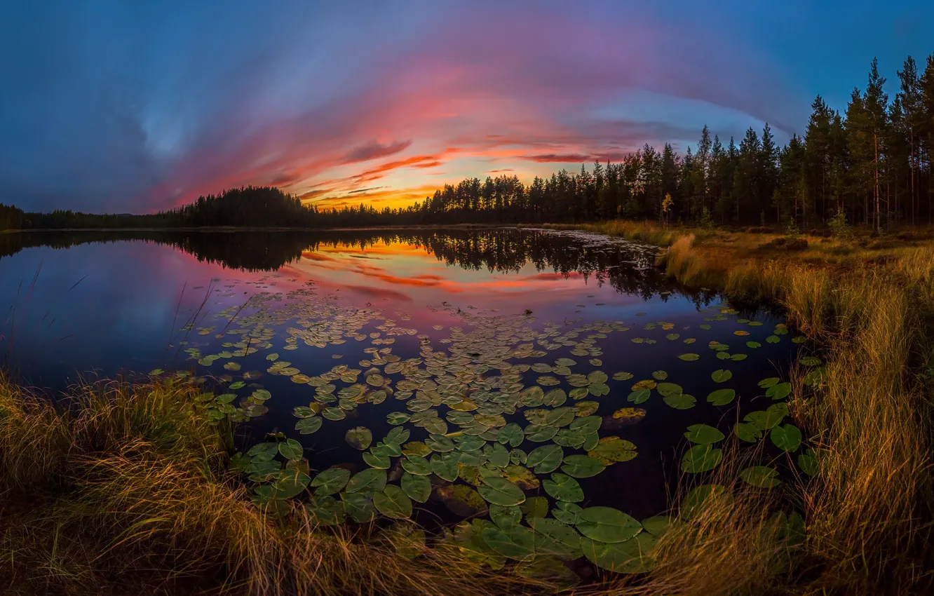 Фото обои лес, закат, озеро, кувшинки, Ленинградская область