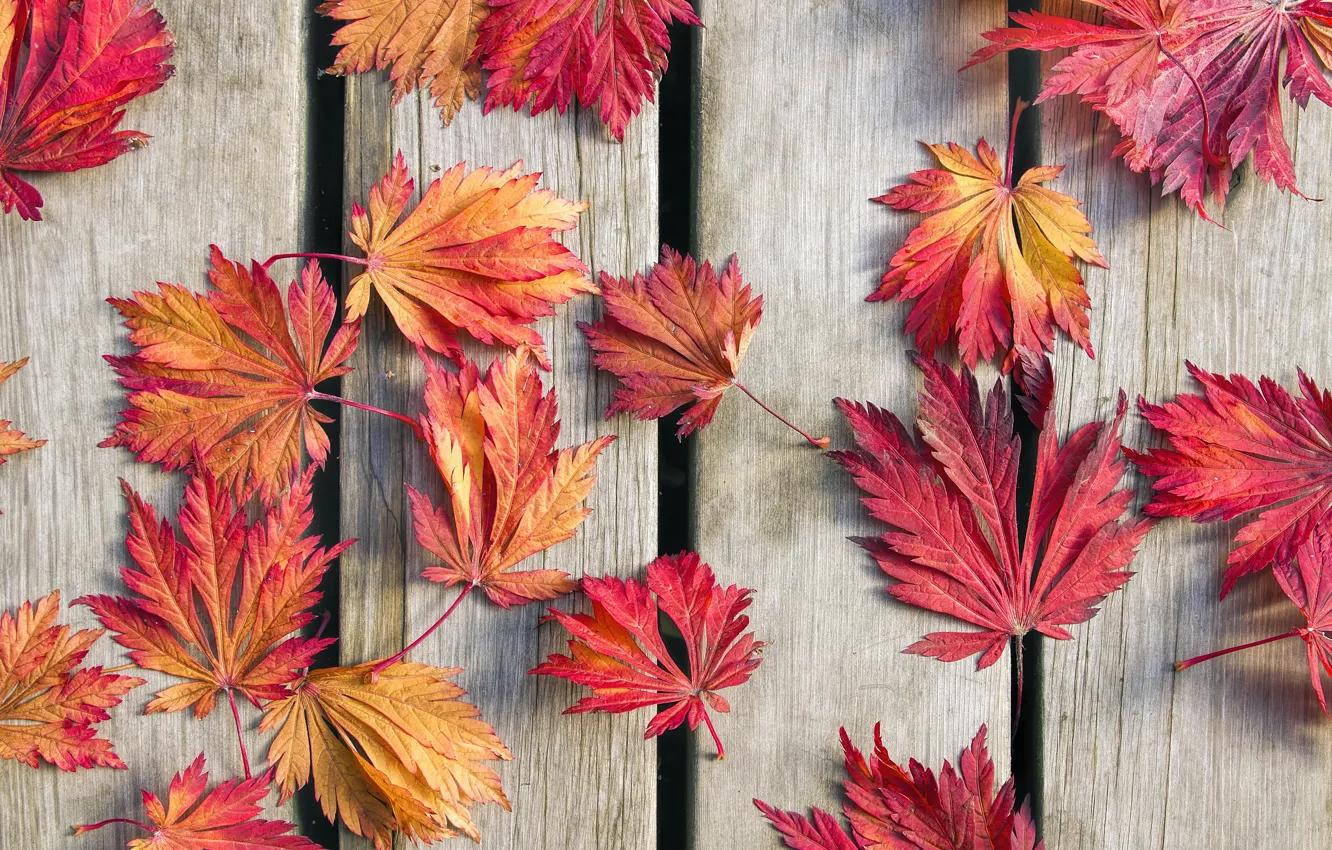 Фото обои осень, листья, фон, древесина