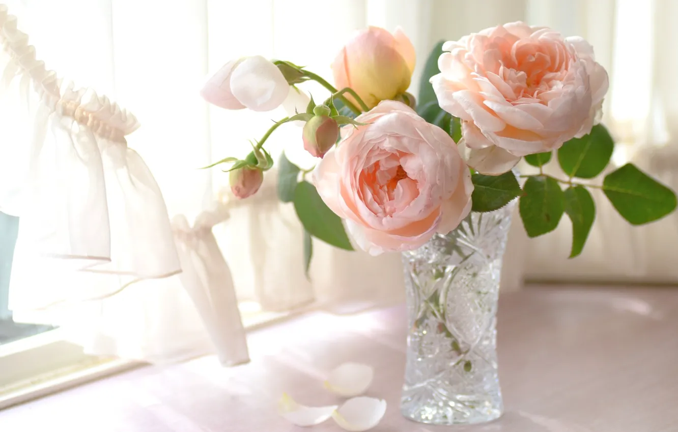 Фото обои свет, нежность, розы, лепестки, окно, ваза