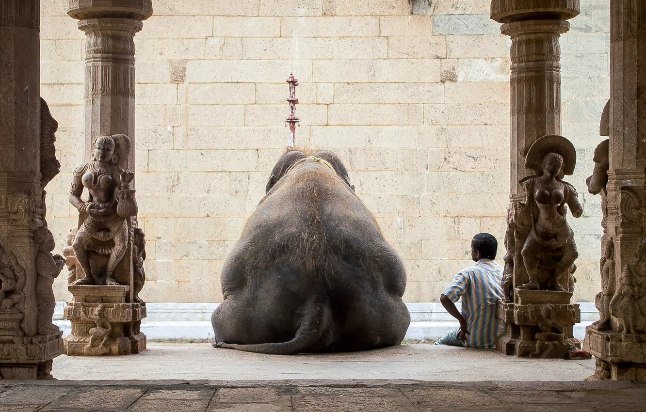 Фото обои отдых, человек, слон, Индия