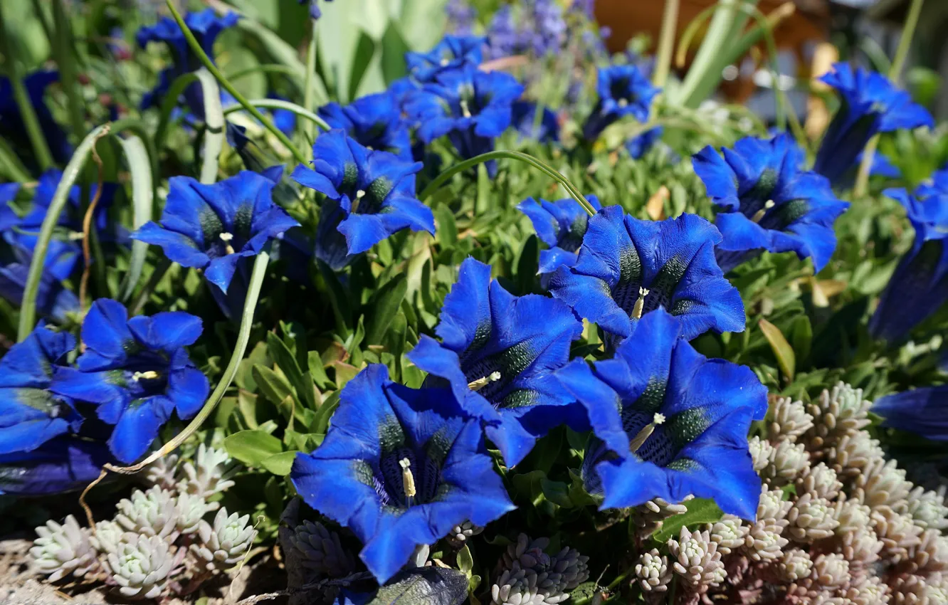 Фото обои цветы, яркие, сад, клумба, большие, синие, горечавка