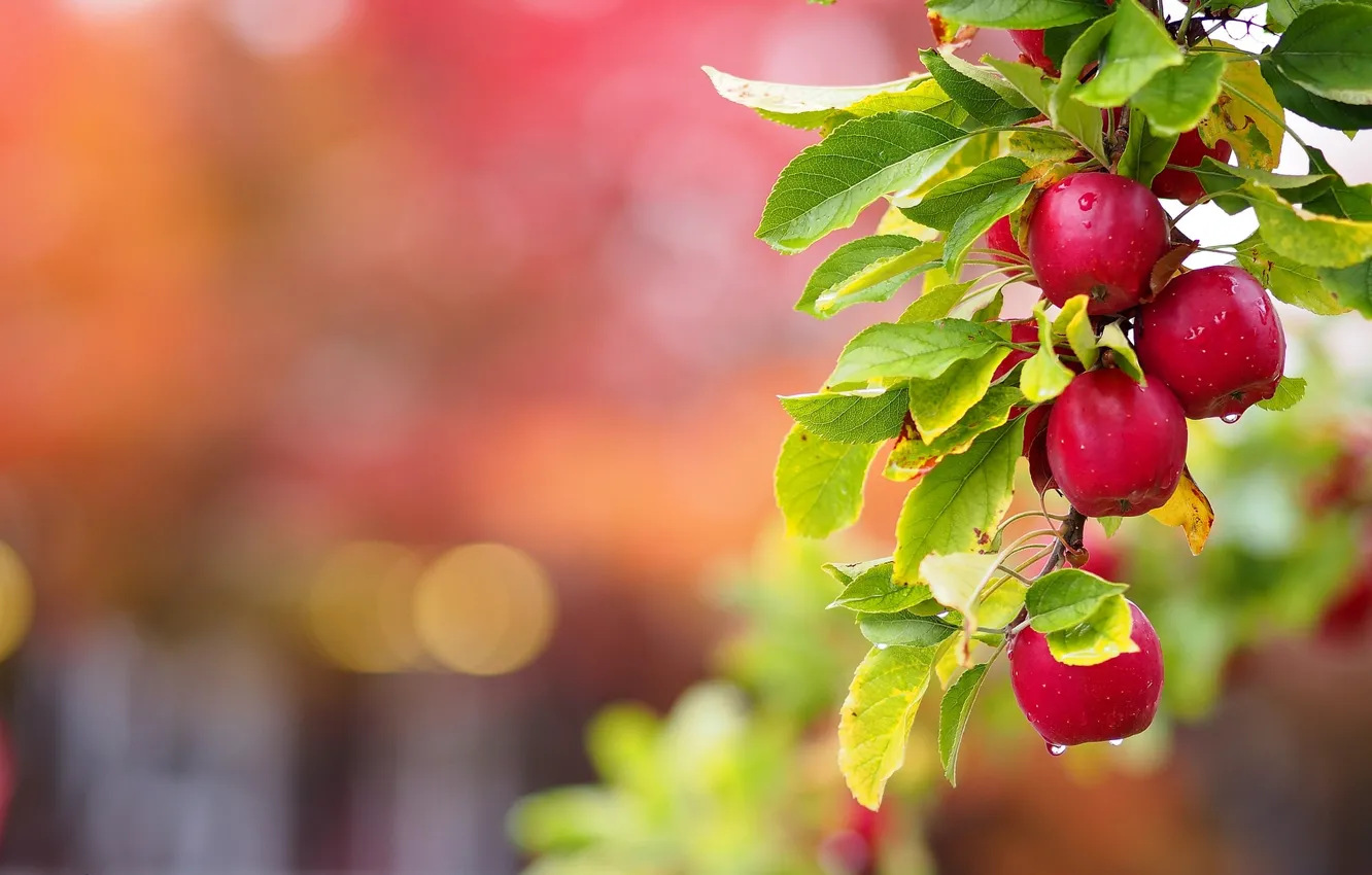 Фото обои листья, яблоки, ветка, ветка яблони