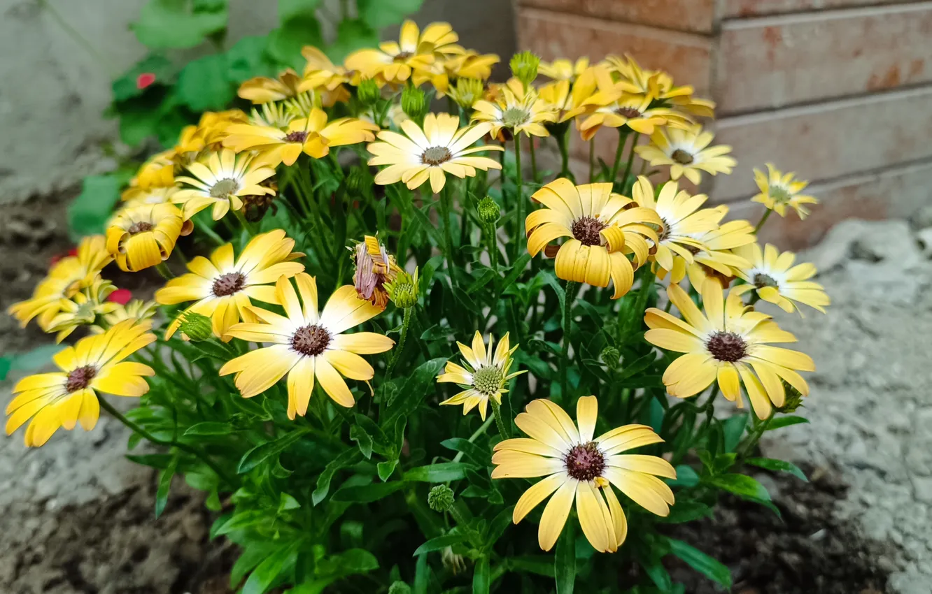 Фото обои Цветы, Flowers, Yellow flowers, Жёлтые цветочки