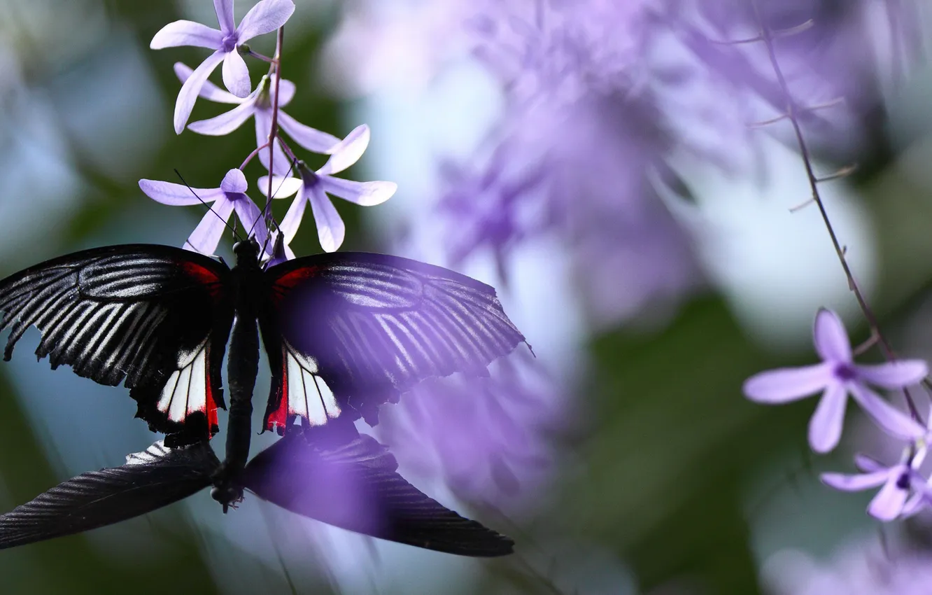 Фото обои фиолетовый, бабочки, цветы