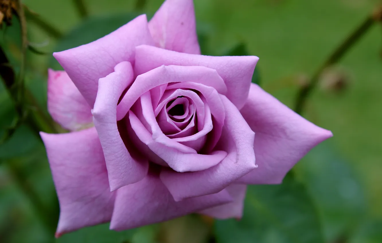 Фото обои цветок, макро, розовая, роза, сиреневая