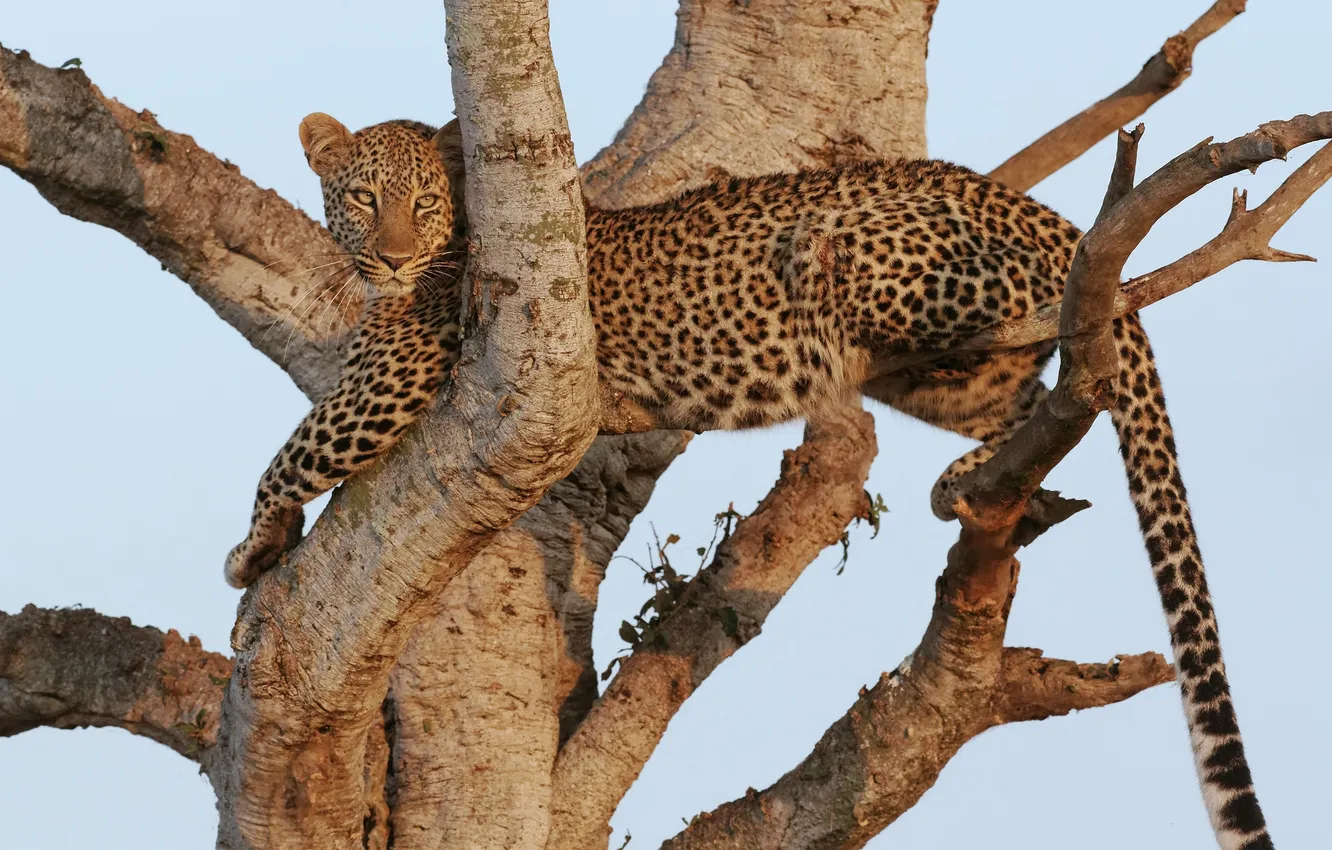 Фото обои кошка, дерево, отдых, леопард