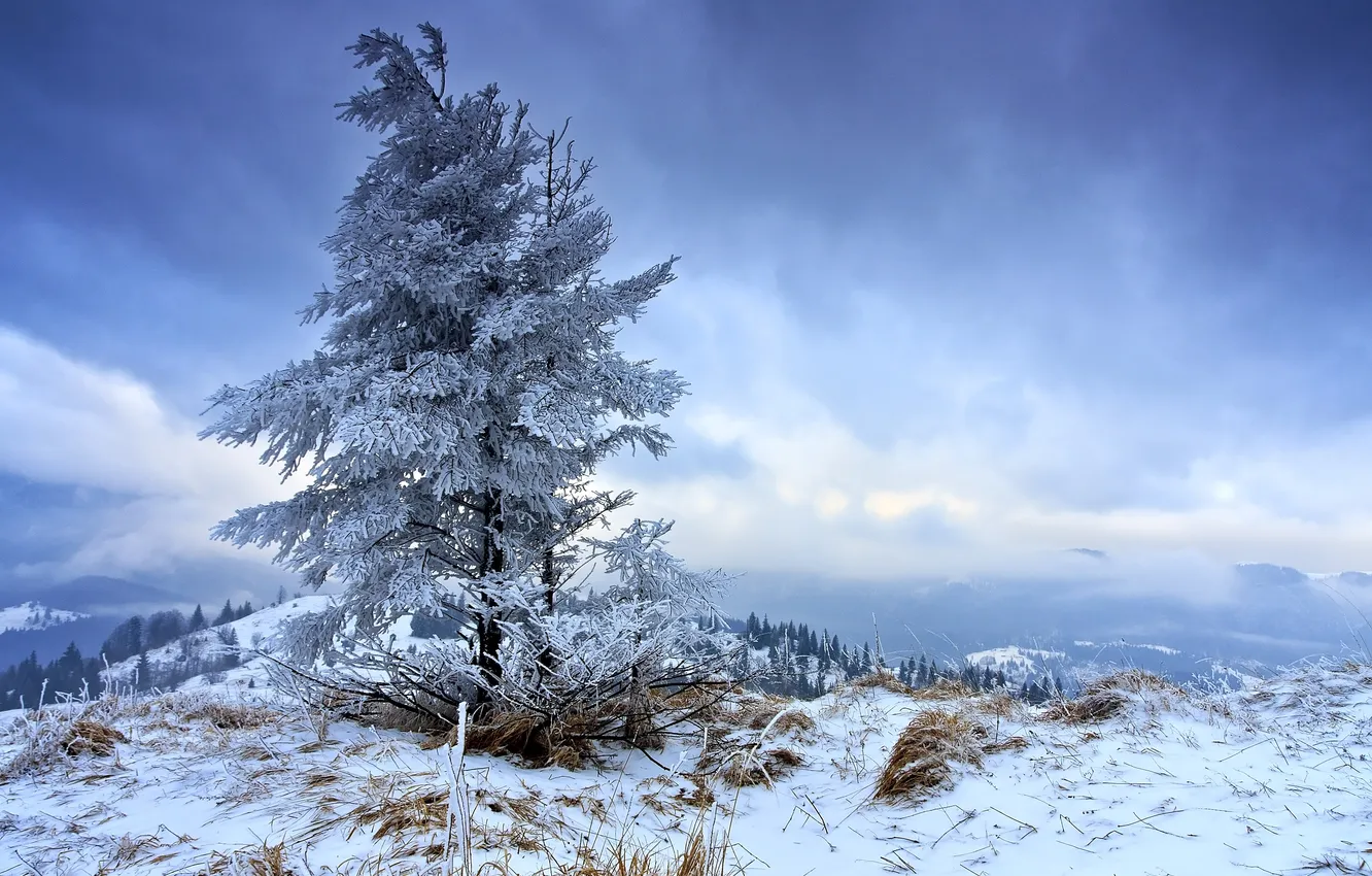 Фото обои зима, небо, горы, природа, дерево, одинокое, на морозе