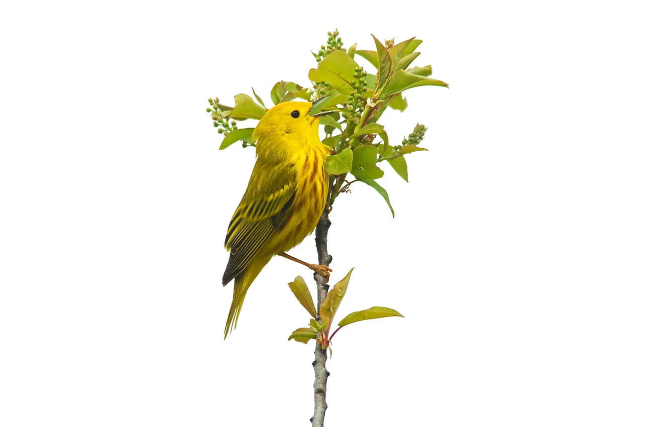 Фото обои листья, птица, растение, желтая камышевка