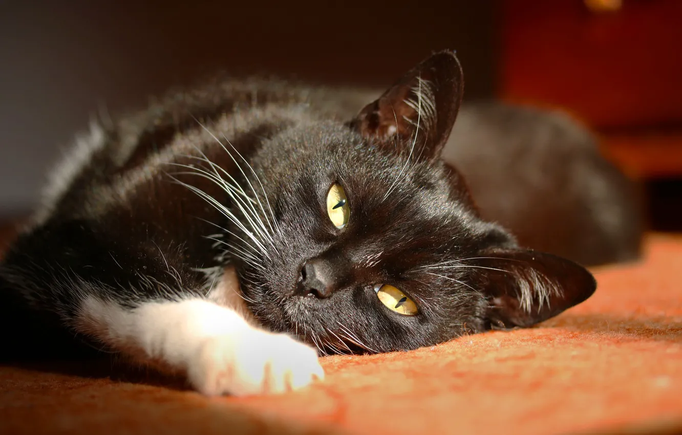 Фото обои лежит на боку, черная кошка, смотрит в глаза