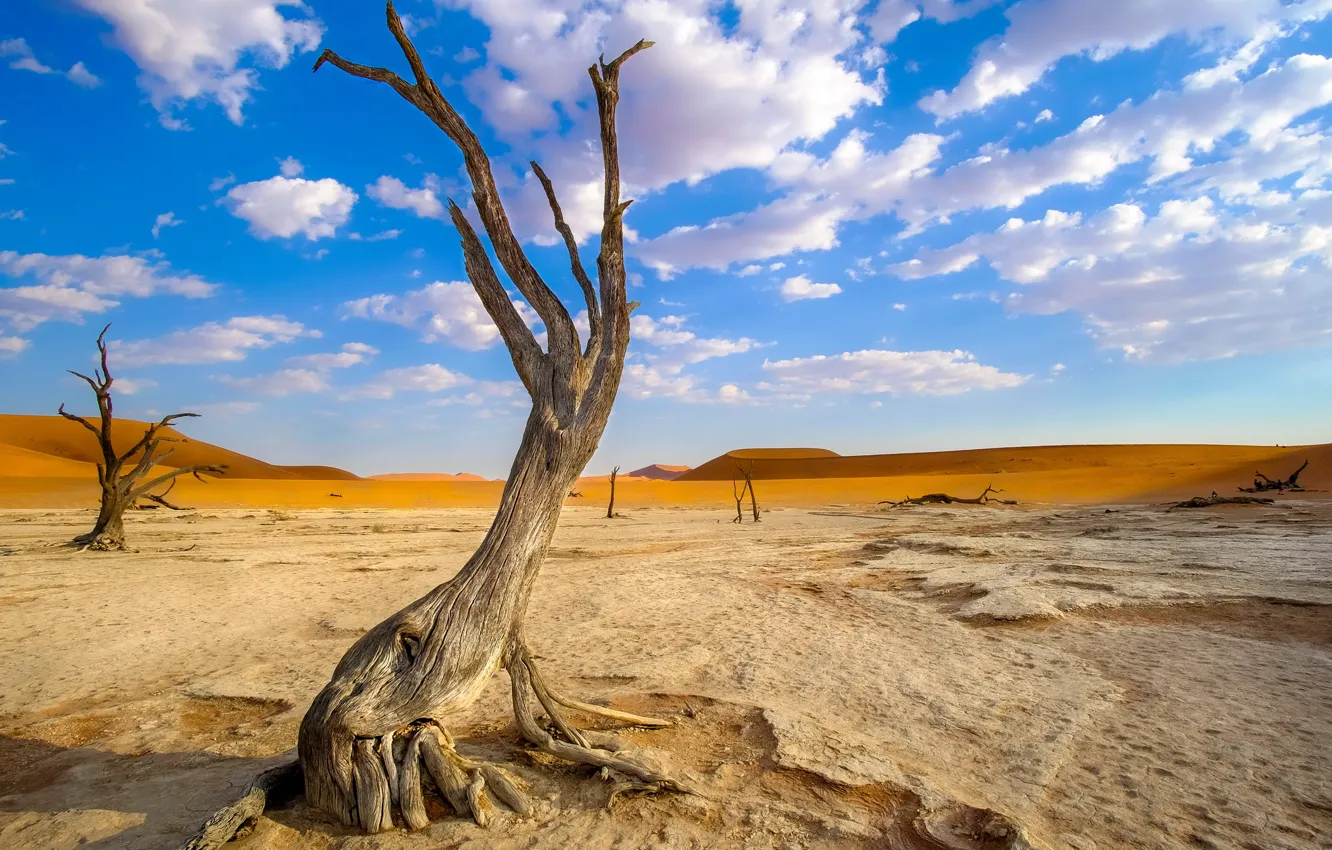 Фото обои дерево, пустыня, Namibia, Deadvlei