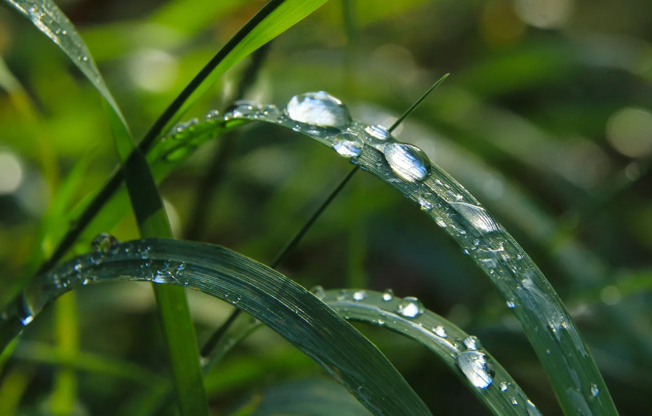 Фото обои water, drops, leaf
