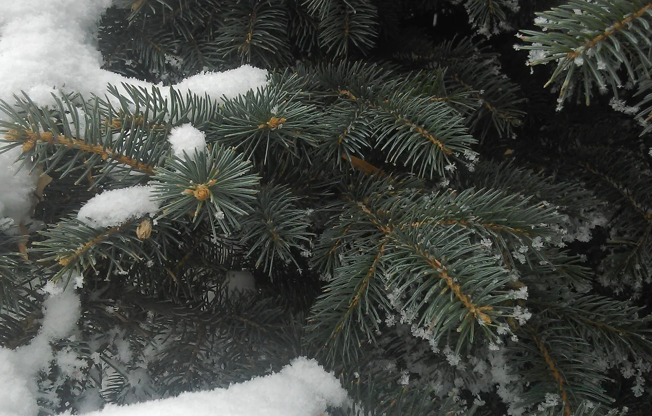 Фото обои зима, макро, снег, дерево, елка, ель, winter, snow