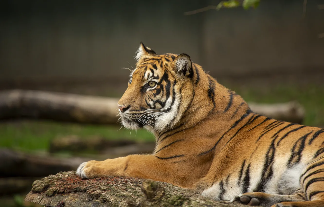 Фото обои тигр, фон, отдых, лежит, профиль, бревно, боке