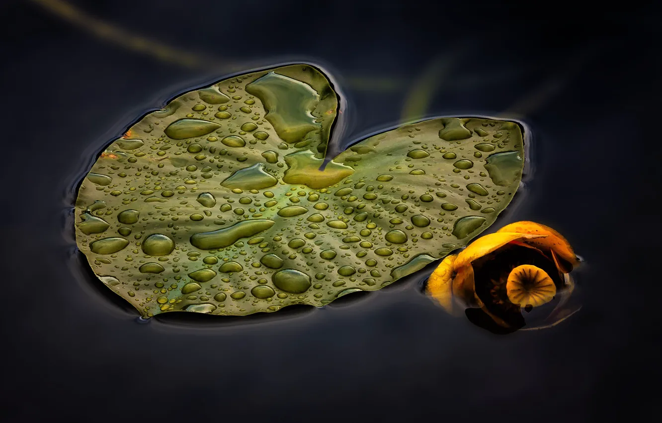 Фото обои капли, макро, лист, кувшинка, water lily
