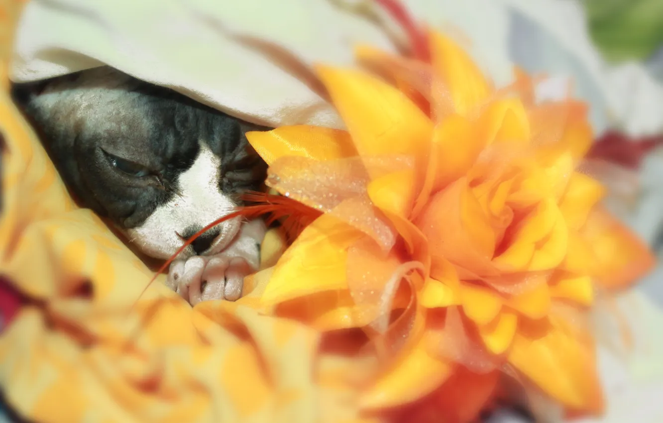 Фото обои цветок, лапки, Кошка, канадский сфинкс