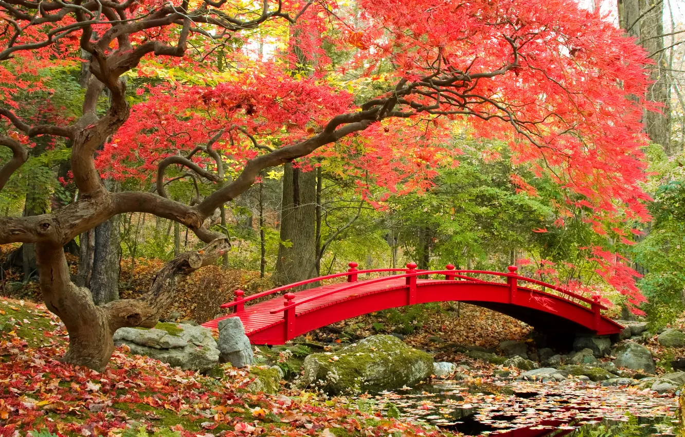 Фото обои осень, листья, деревья, мост, природа, фото, сад
