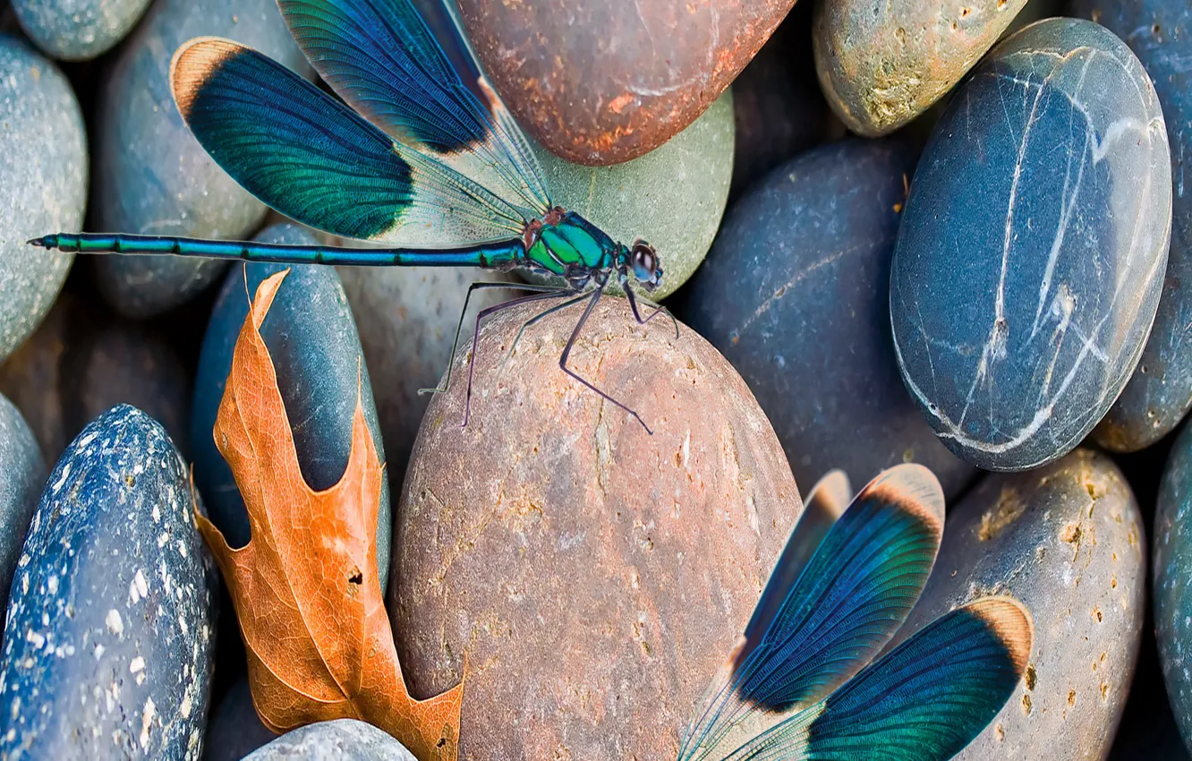 Фото обои scene, insect, pebbles, dragonflies
