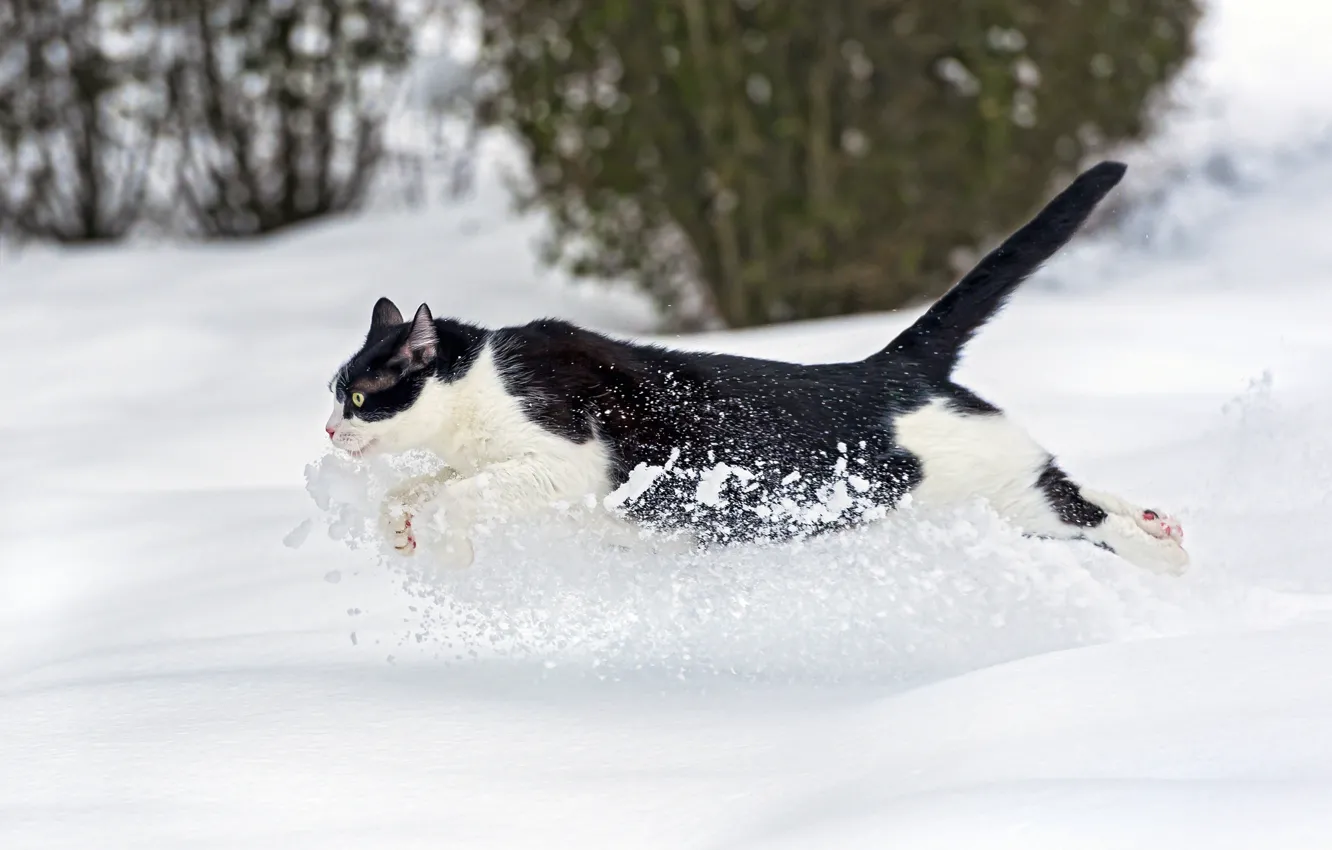 Фото обои зима, кошка, кот, снег, бежит, ©Tambako The Jaguar