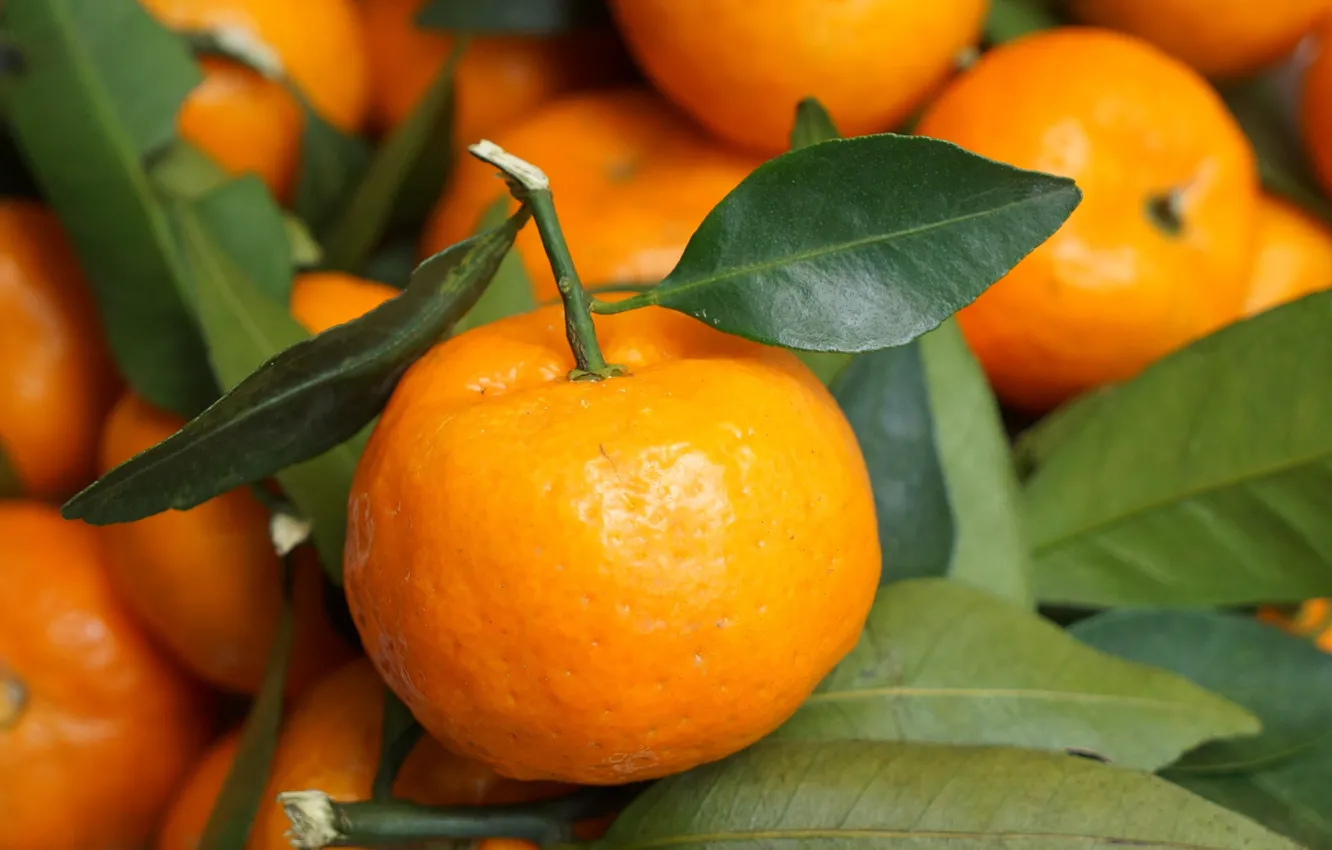 Фото обои листья, цитрус, мандарины