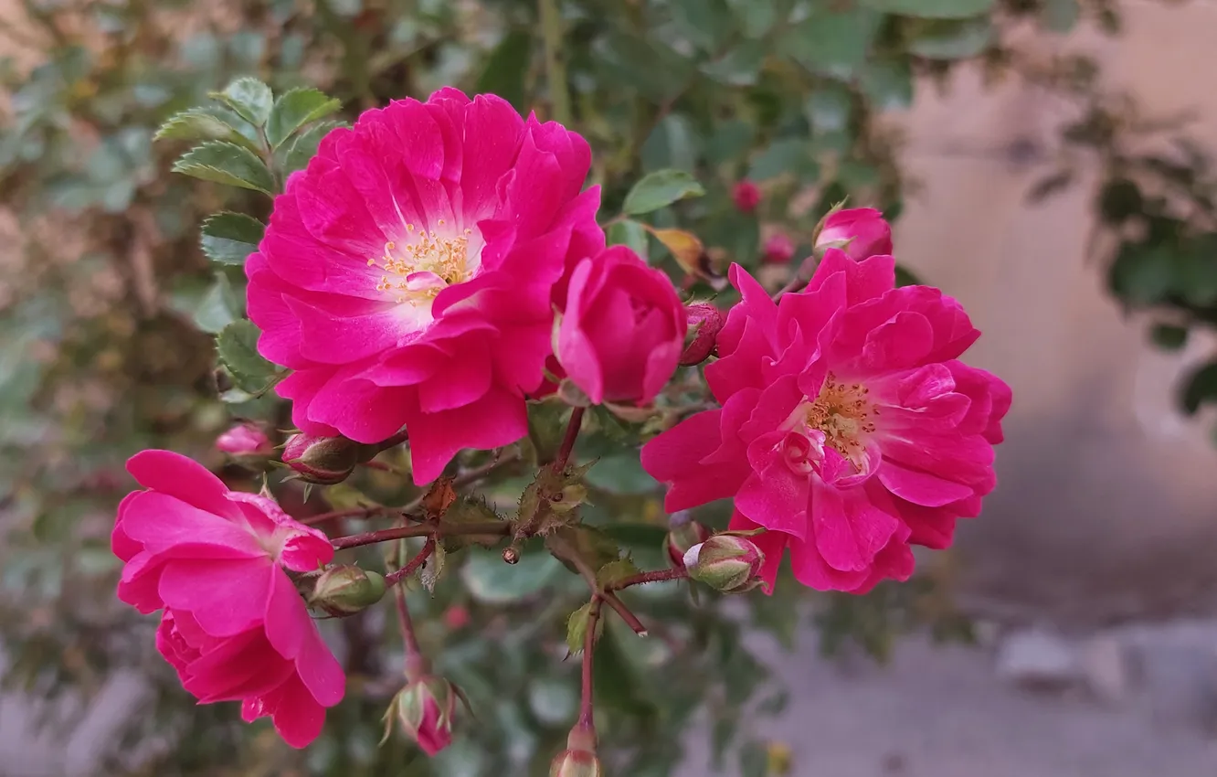 Фото обои Цветы, Розы, Flowers, Roses